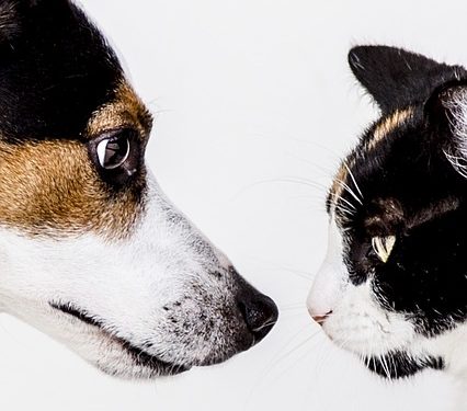 relationship between a cat and a dog